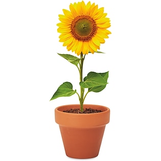 Kasvi Sunflower